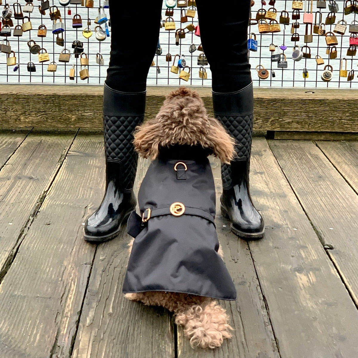 Black Dog Rain Jacket