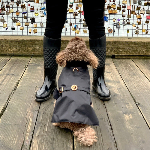 Black Dog Rain Jacket